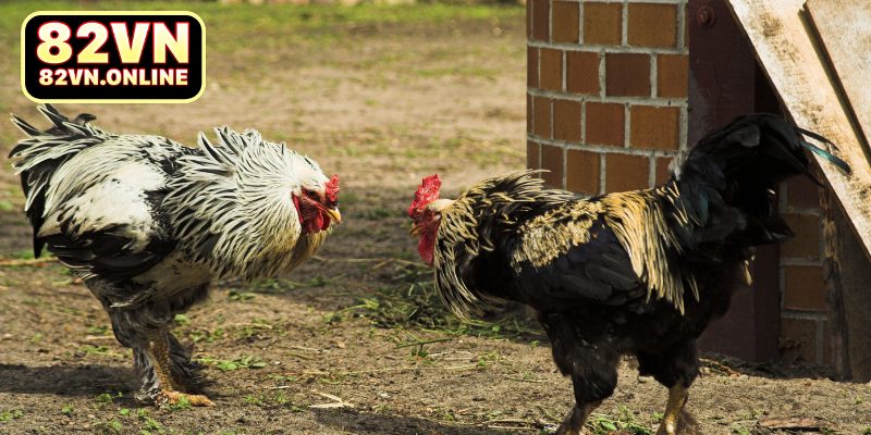 Bật mí một vài kinh nghiệm chơi đá gà