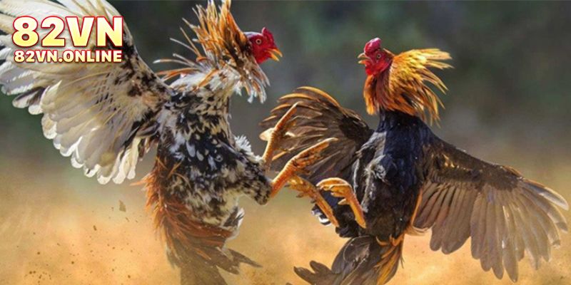 Chọn loại hình cược đá gà 82VN phù hợp