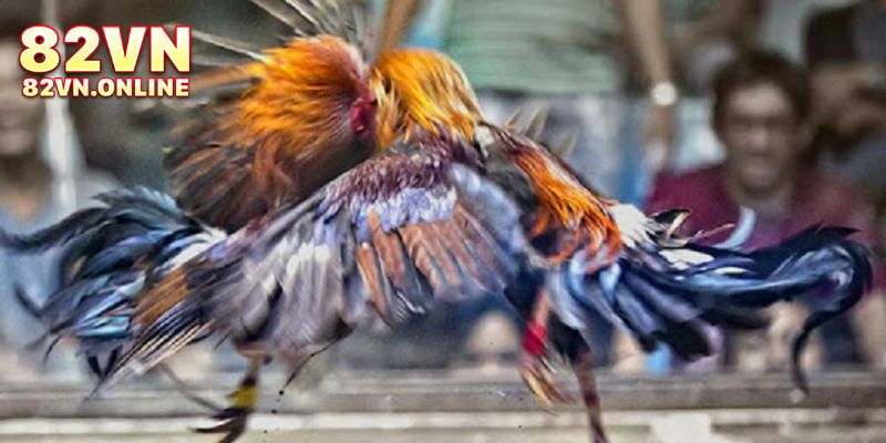 Các trường đá gà 82VN