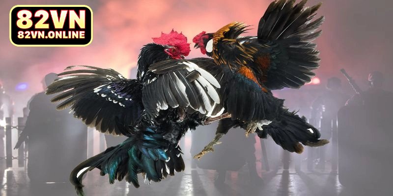 Chia sẻ một vài kinh nghiệm chơi đá gà hay