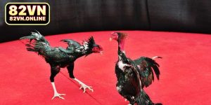 Đá gà cựa sắt