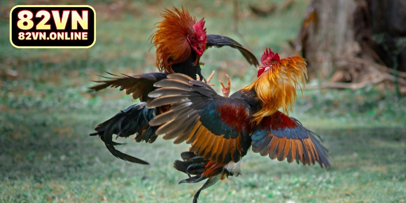 Đá gà cựa tròn