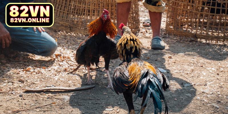 Đánh giá điểm mạnh của sảnh Ws168 tại 82VN