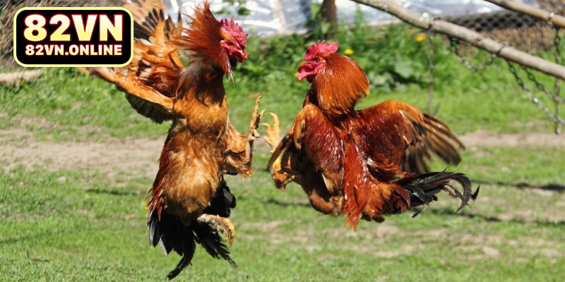 Những điểm mạnh của ICF Sports tại 82VN