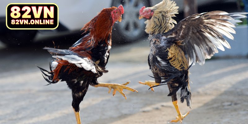 Một số mẹo cá cược tại sảnh ICF Sports