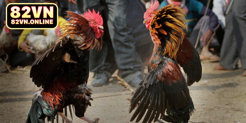 Tìm hiểu về sảnh ICF Sports 82VN