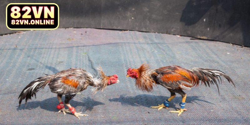 Kinh nghiệm cá cược tại Ws168