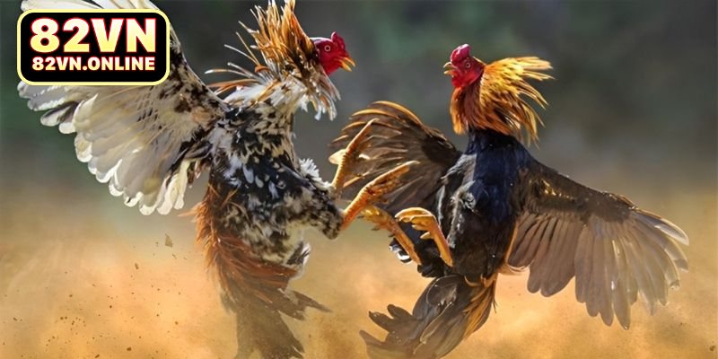 Luật chơi đá gà Thomo chi tiết