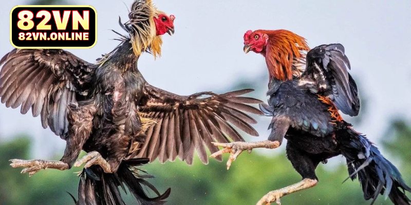 Nghiên cứu về luật đá gà