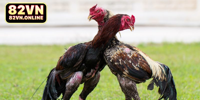 Nghiên cứu về sảnh cược Ws168 82VN