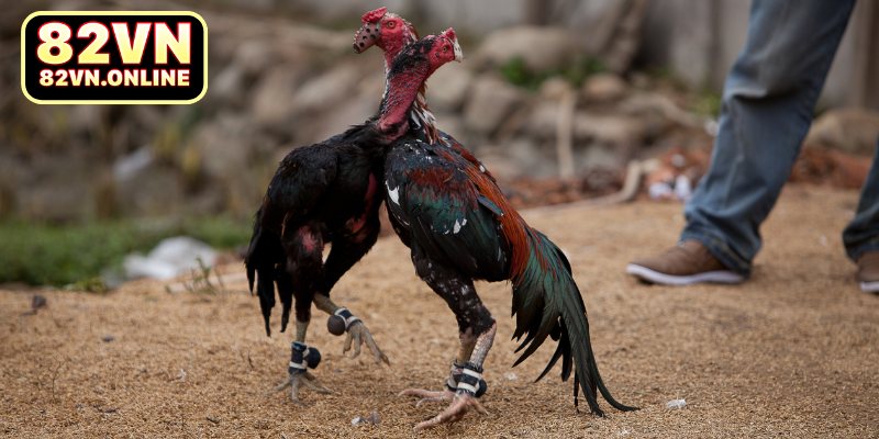 Những hình thức đá gà nổi bật tại S128 82VN