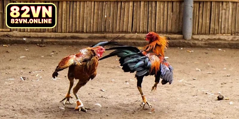 Tìm hiểu về đá gà Thomo