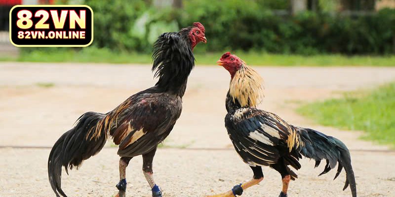 Tìm hiểu về hình thức đá gà